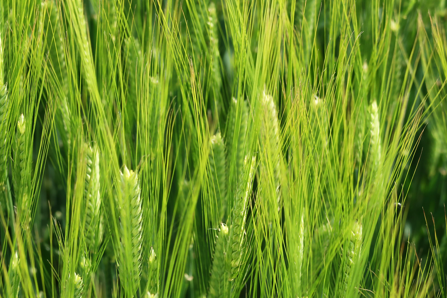 もち麦 ダイエット ｜ 糖尿病レシピ